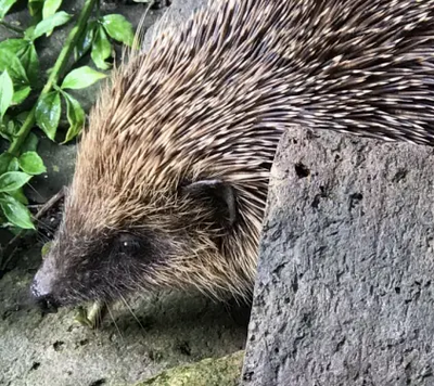 hedgehog